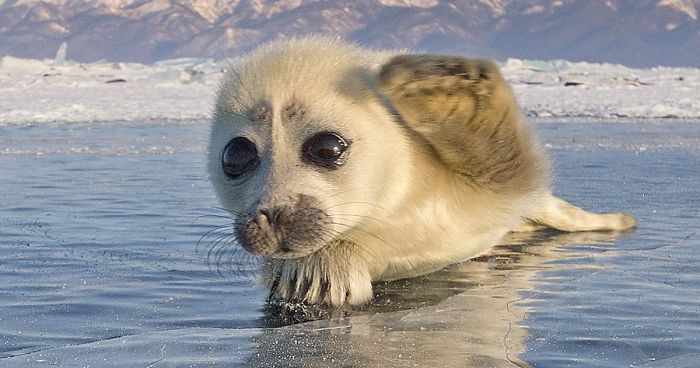 Photographer Spent 3 Years Trying To Get His First Shot Of Seals On Ice, Until He Met This Pup…