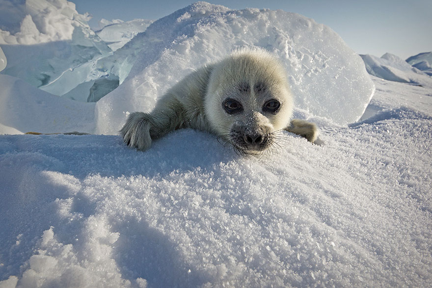 cute-baby-seal-waves-photographer-alexy-trofimov-russia-01a cute-baby-seal-waves-photographer-alexy-trofimov-russia-01a
