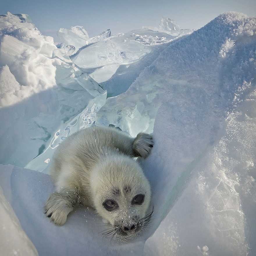 cute-baby-seal-waves-photographer-alexy-trofimov-russia-02a cute-baby-seal-waves-photographer-alexy-trofimov-russia-02a