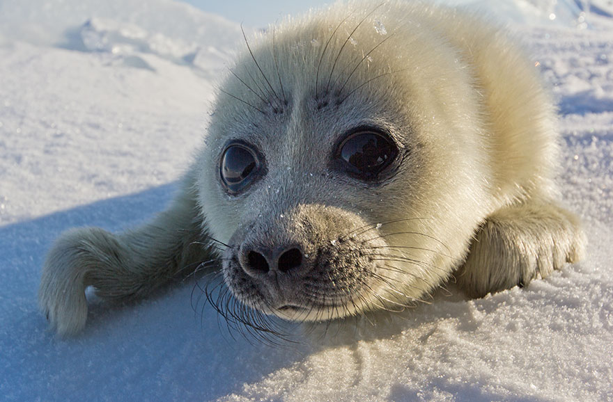 cute-baby-seal-waves-photographer-alexy-trofimov-russia-04a cute-baby-seal-waves-photographer-alexy-trofimov-russia-04a