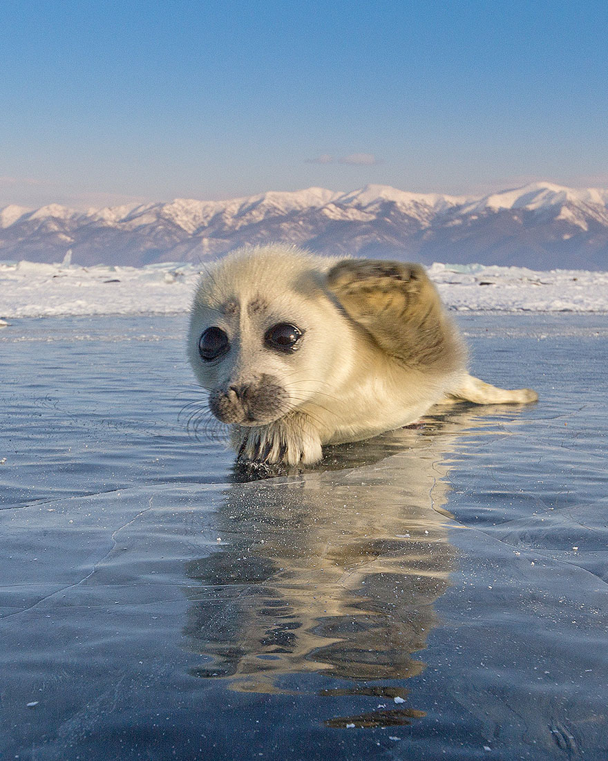 cute-baby-seal-waves-photographer-alexy-trofimov-russia-05a cute-baby-seal-waves-photographer-alexy-trofimov-russia-05a