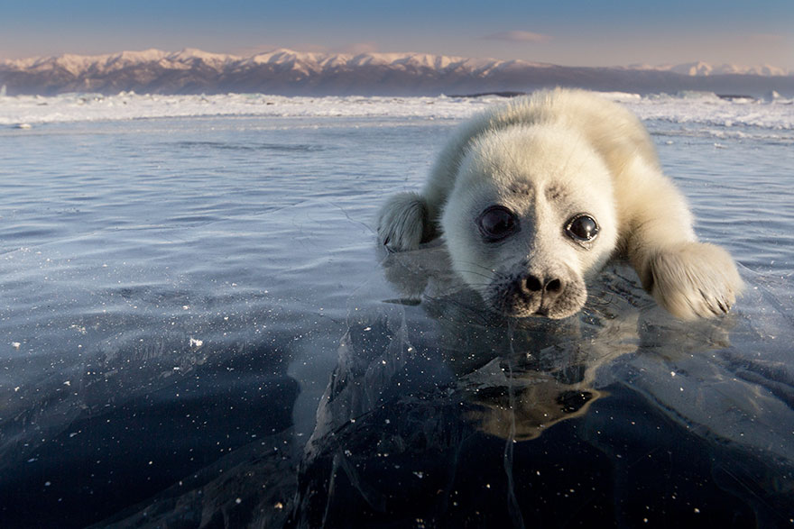 cute-baby-seal-waves-photographer-alexy-trofimov-russia-07a cute-baby-seal-waves-photographer-alexy-trofimov-russia-07a