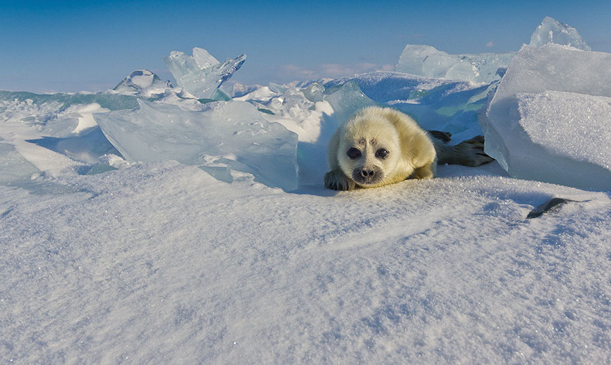 cute-baby-seal-waves-photographer-alexy-trofimov-russia-08a cute-baby-seal-waves-photographer-alexy-trofimov-russia-08a