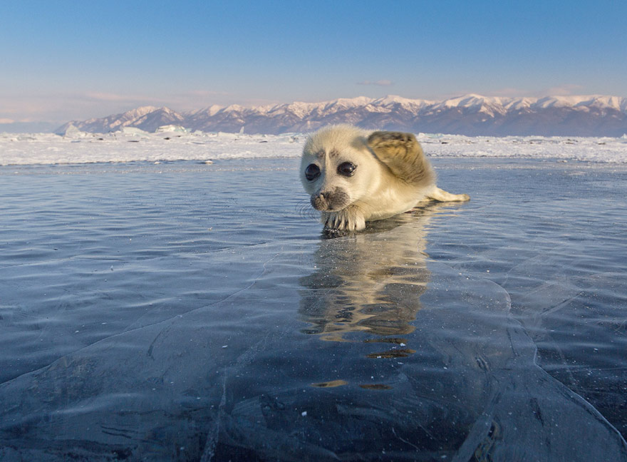 cute-baby-seal-waves-photographer-alexy-trofimov-russia-09 cute-baby-seal-waves-photographer-alexy-trofimov-russia-09