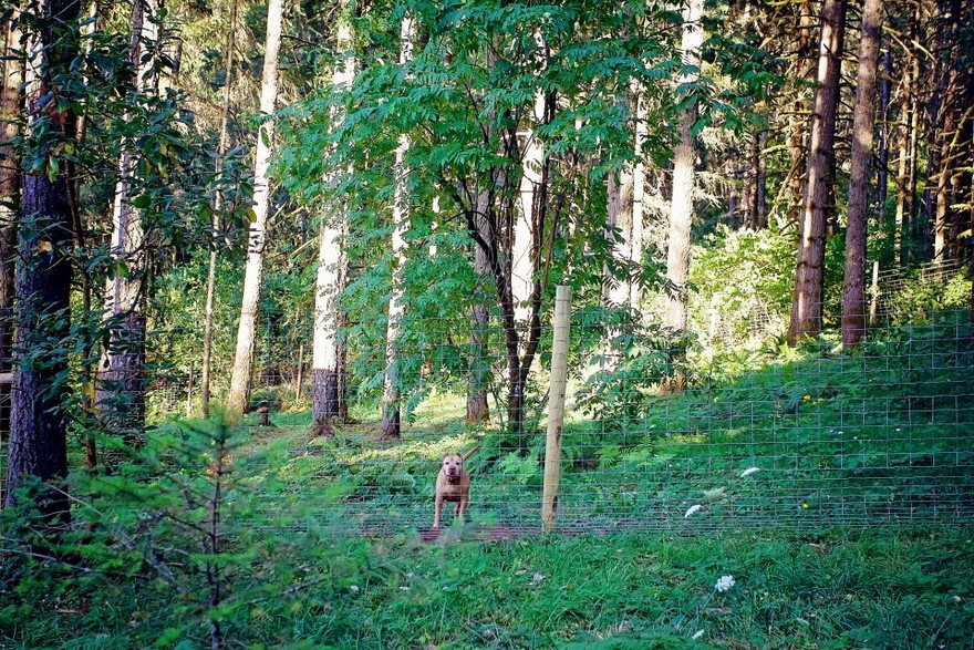 dog-cottages-oregon-shelter-4 dog-cottages-oregon-shelter-4