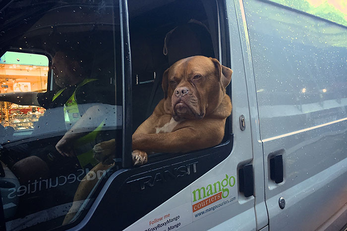 dog-hanging-out-car-window-photoshop-battle-edit2