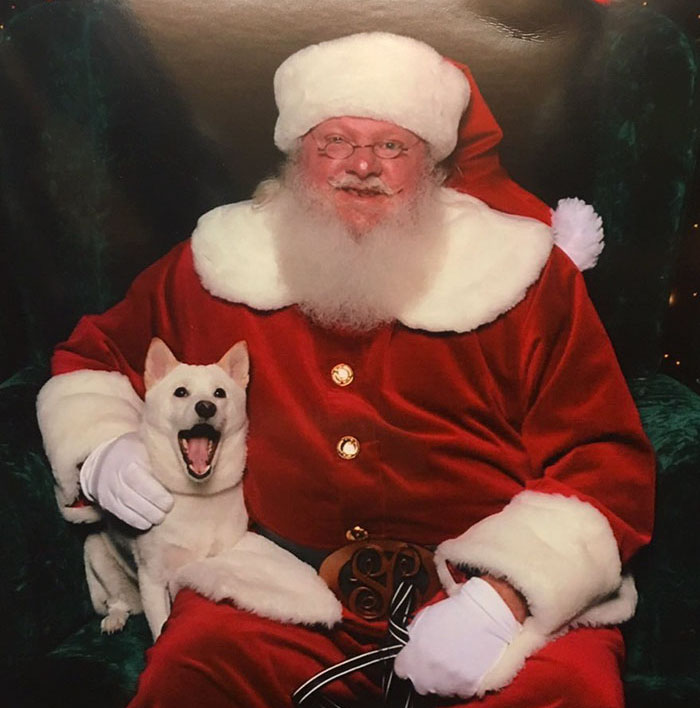 Dog Obsessed With His Stuffed Santa Toy Is Taken To See The Real One, And His Reaction Is Priceless