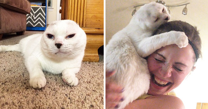 Esta mujer adoptó a un gato anciano y sordo, y este la salva de su ansiedad