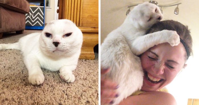 Woman Adopts Earless And Deaf Senior Cat Everybody Ignored, And Later He Saves Her