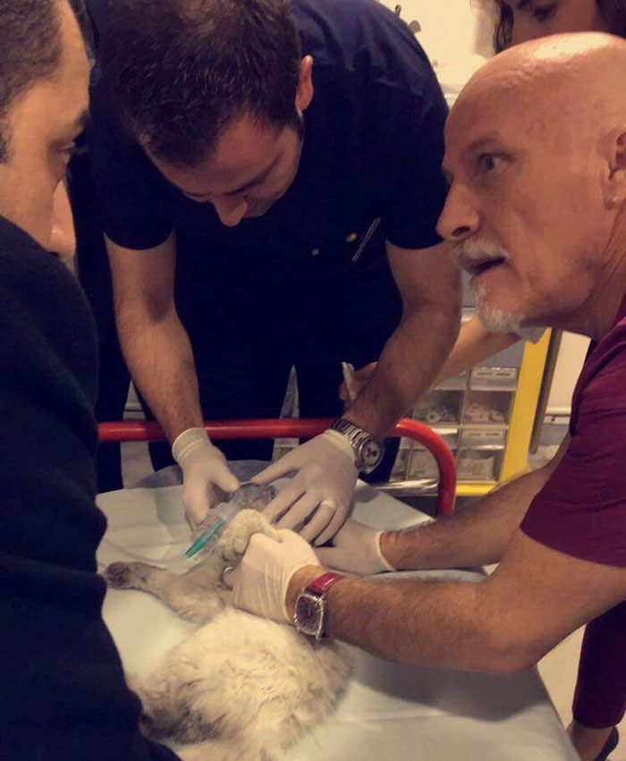 er-doctor-revives-stray-cat-miracle-3 er-doctor-revives-stray-cat-miracle-3