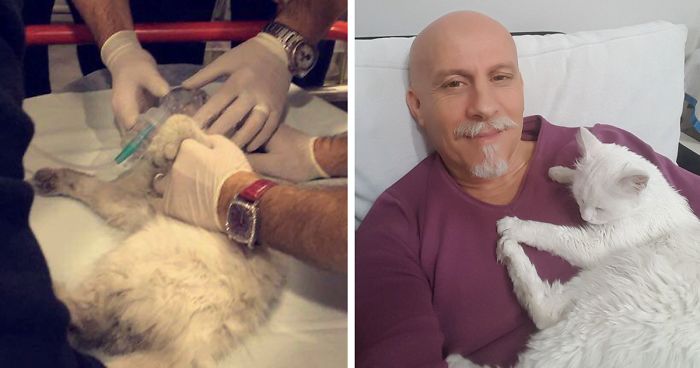 Emergency Doctor Uses CPR on Stray Cat To Save Her Life, Adopts Her Afterwards