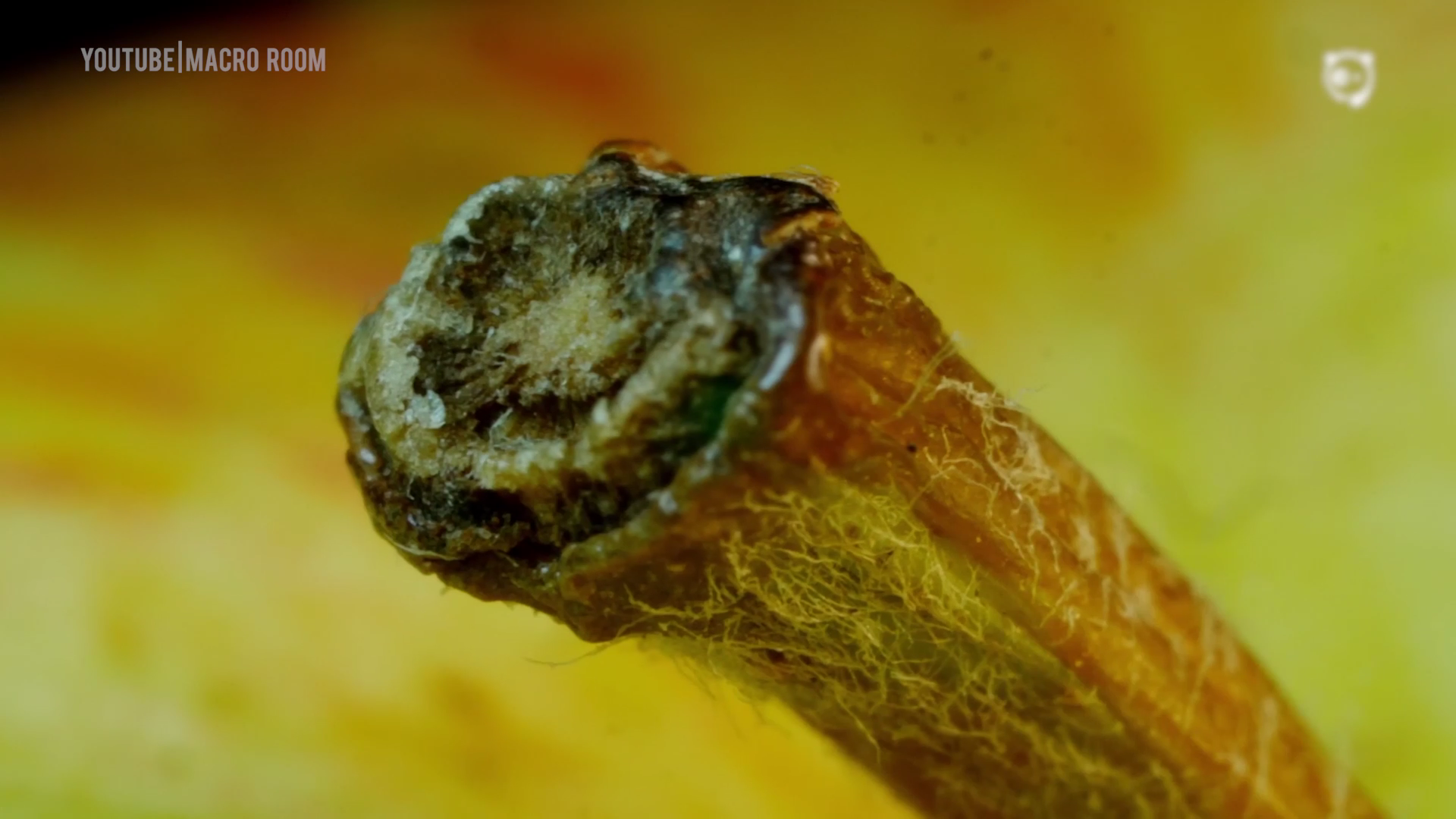 Can You Guess What These Are?