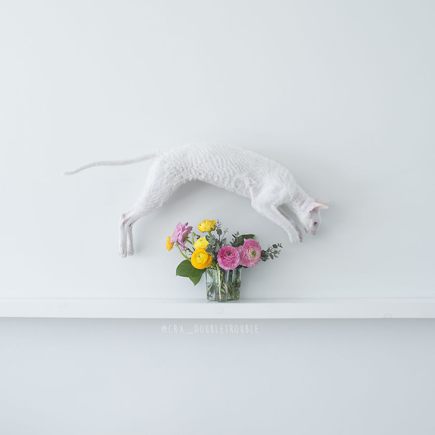 Cornish Rex, Cats With Curls And Rabbit Ears