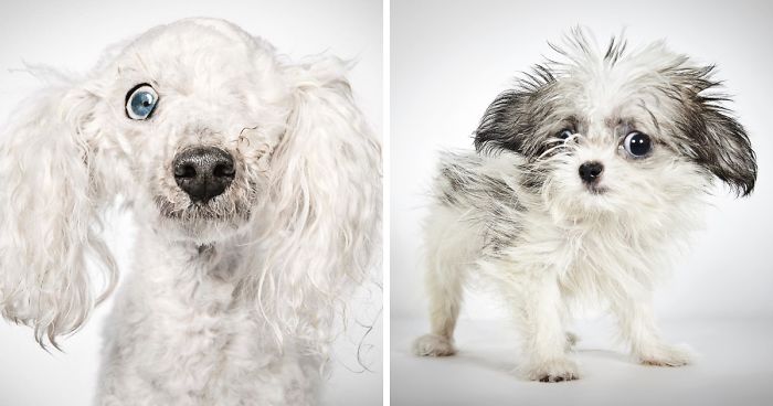 Fashion Photographer Helps Abandoned Dogs Find “Forever Homes”