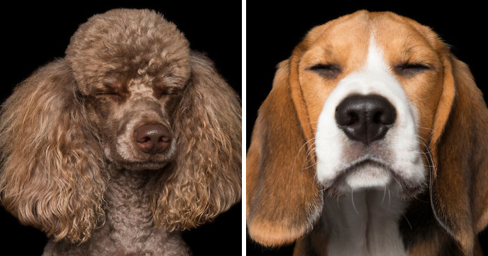 Zen Dogs: Photographer Captures Chilled Canines Who Have Reached A State Of Bliss