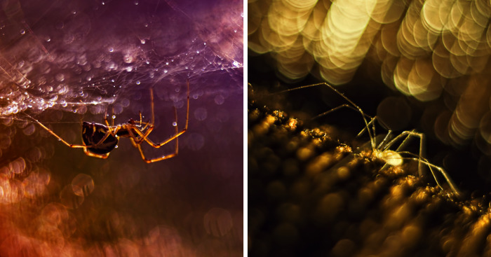 I Take Photos Of Spiders To Show Their Extraordinary Lives