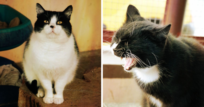 I Capture The Beautiful Character Of Shelter Cats