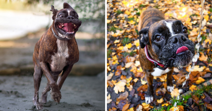 I Capture My Boxer Dog Joyfull Expressions