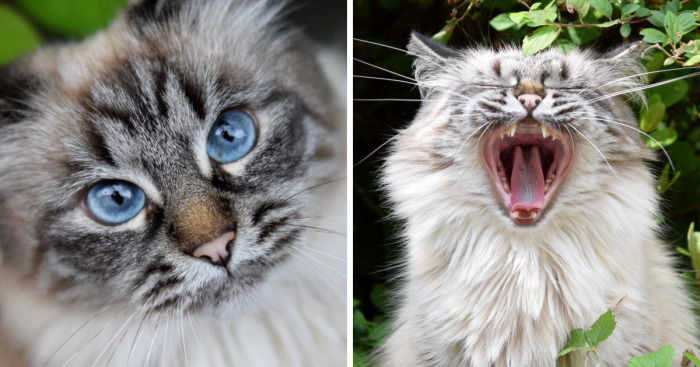 Meet June, My Cat Who Was Born To Be A Meowdel