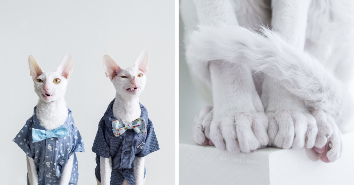 Meet The Cutest Trouble Makers In Finland With Curls And Rabbit Ears