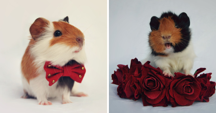 I Photographed My Pets In These Adorable Photoshoots