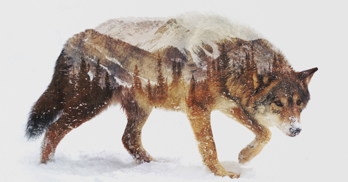 I Combine Animals And Landscapes In My Double Exposure Artwork