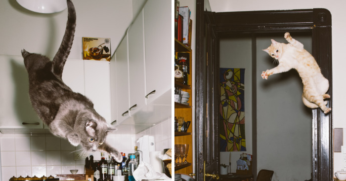 I Capture Curious Cats In Mid-Jump