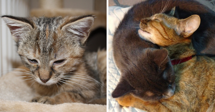 Rescue Kitten Finds Foster Mom Who Takes Care Of Her Day And Night