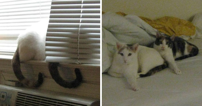 My Two Cats Won The Olympic Medal For Synchronized Napping