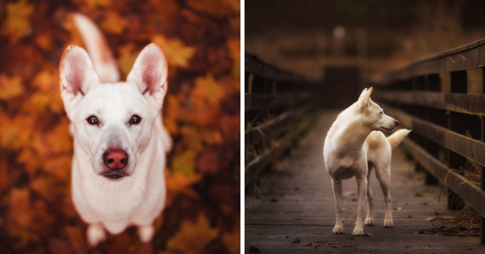 You Don’t Have To Be Purebred To Become The Next Dog Top Model