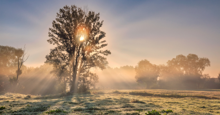 I Spent A Year Photographing Trees Around Warsaw