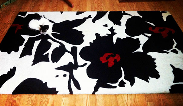 Stealthy Cat Is Stealthy