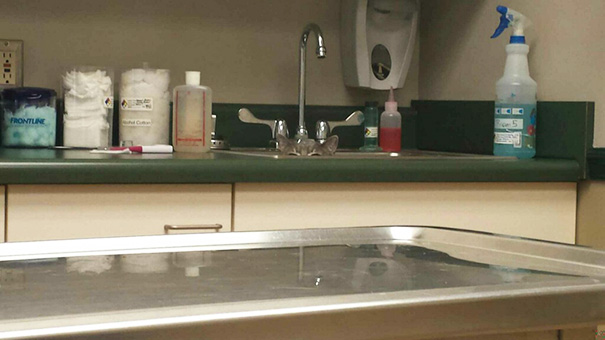 Cat Mission Complete