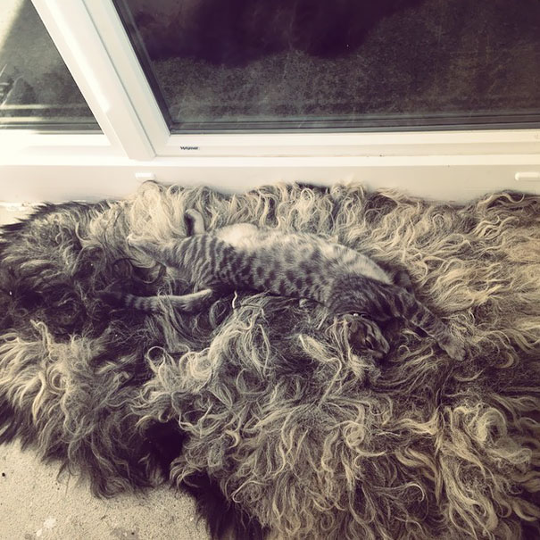 Ivan Plays Hide And Seek