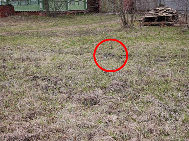 Hidden Cat on Farm Optical Illusion Answer
