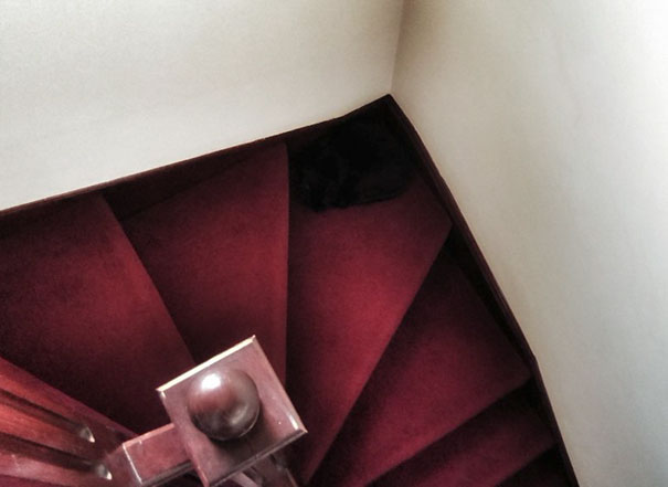 Note To Self: Either The New Stair Carpet Or My Next Cat Needs To Be Patterned/pale