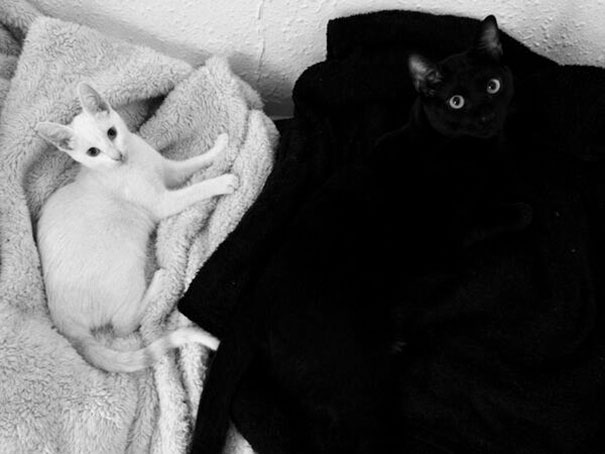 These Cats Know How Camouflage Works