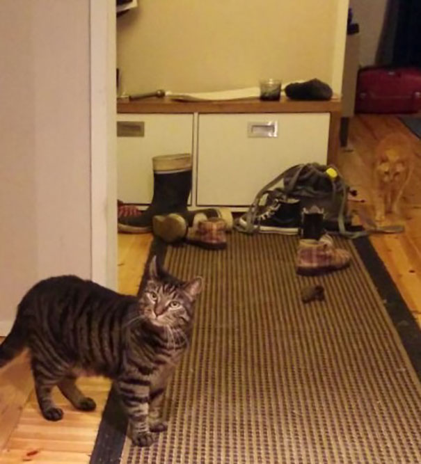 There Are Two Cats In The Picture