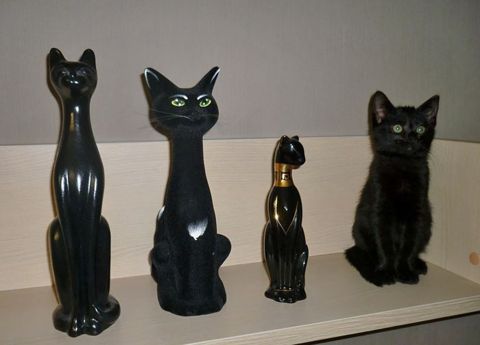 81 Purrfectly Camouflaged Cats That Are Impossible To Find Without Looking At The Answers