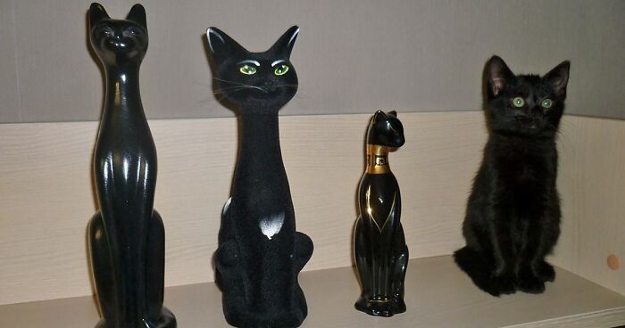 81 Purrfectly Camouflaged Cats That Are Impossible To Find Without Looking At The Answers