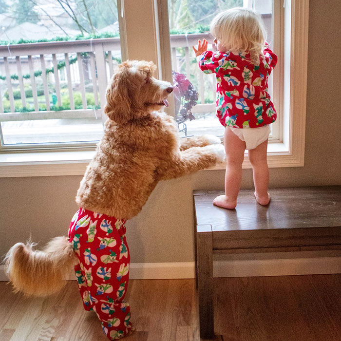 foster-child-labradoodle-dog-book-buddy-reagan-14 foster-child-labradoodle-dog-book-buddy-reagan-14