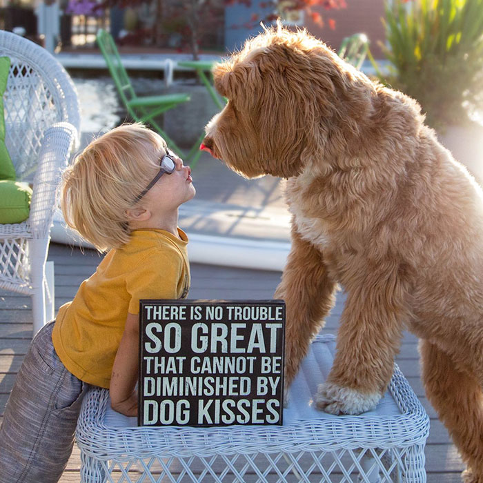 foster-child-labradoodle-dog-book-buddy-reagan-5 foster-child-labradoodle-dog-book-buddy-reagan-5