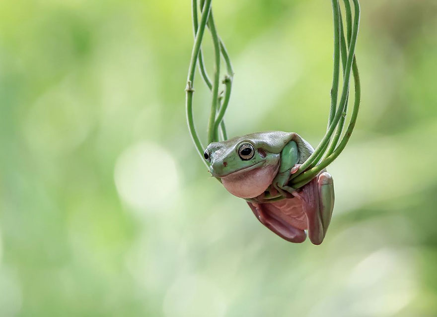 Cute Frog Photography