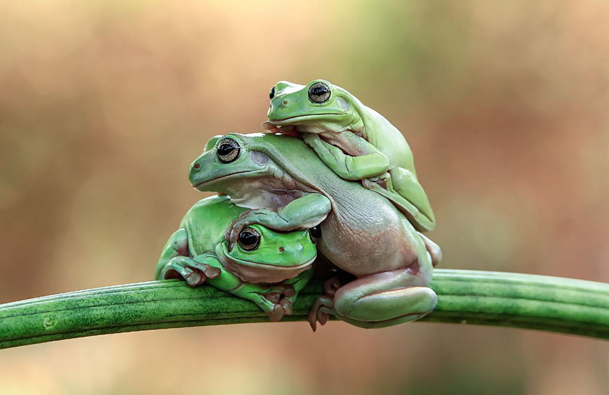 Cute Frog Photography