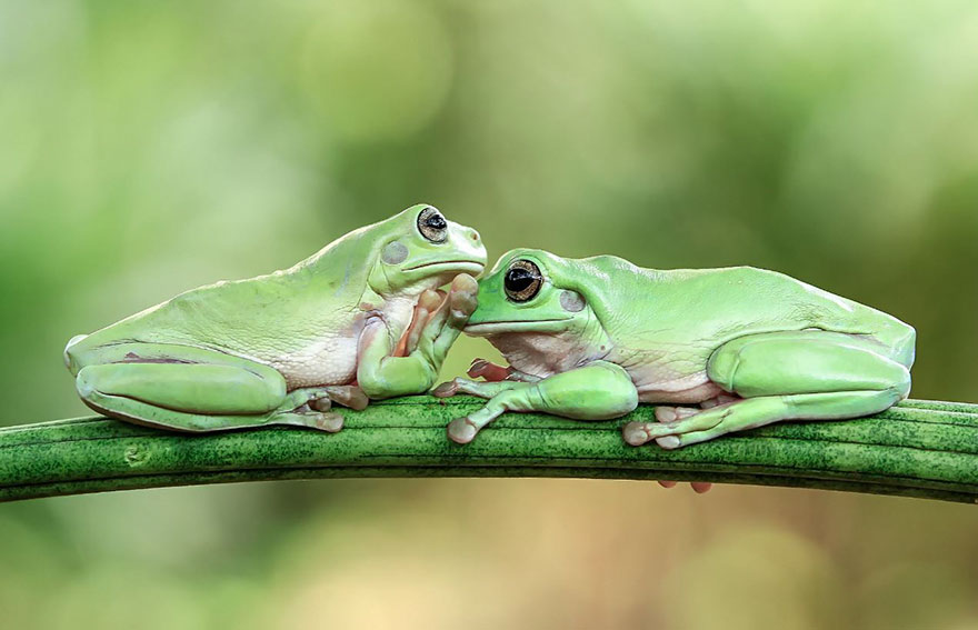 Cute Frog Photography