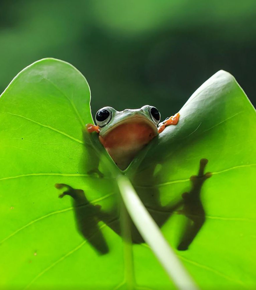 Cute Frog Photography