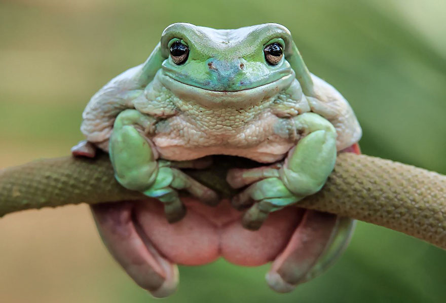 Cute Frog Photography