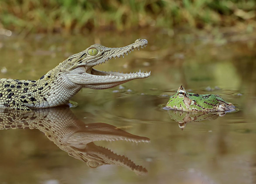 Cute Frog Photography