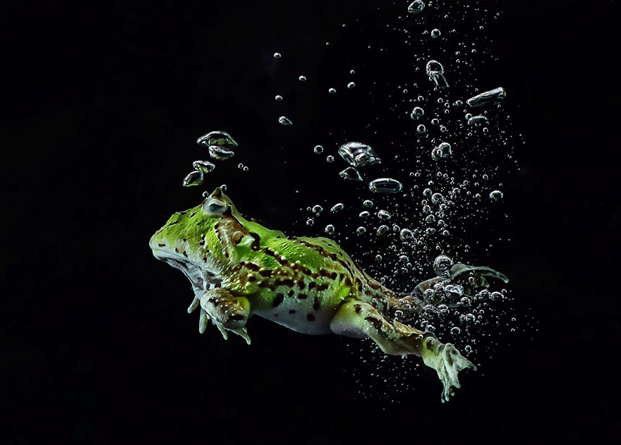 Cute Frog Photography