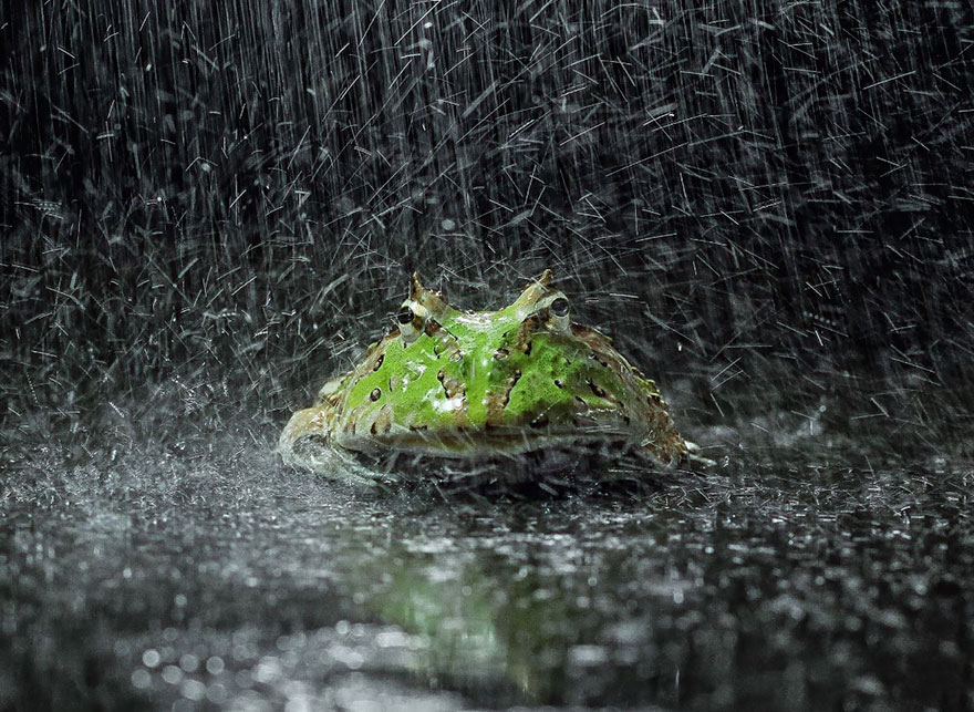 Cute Frog Photography